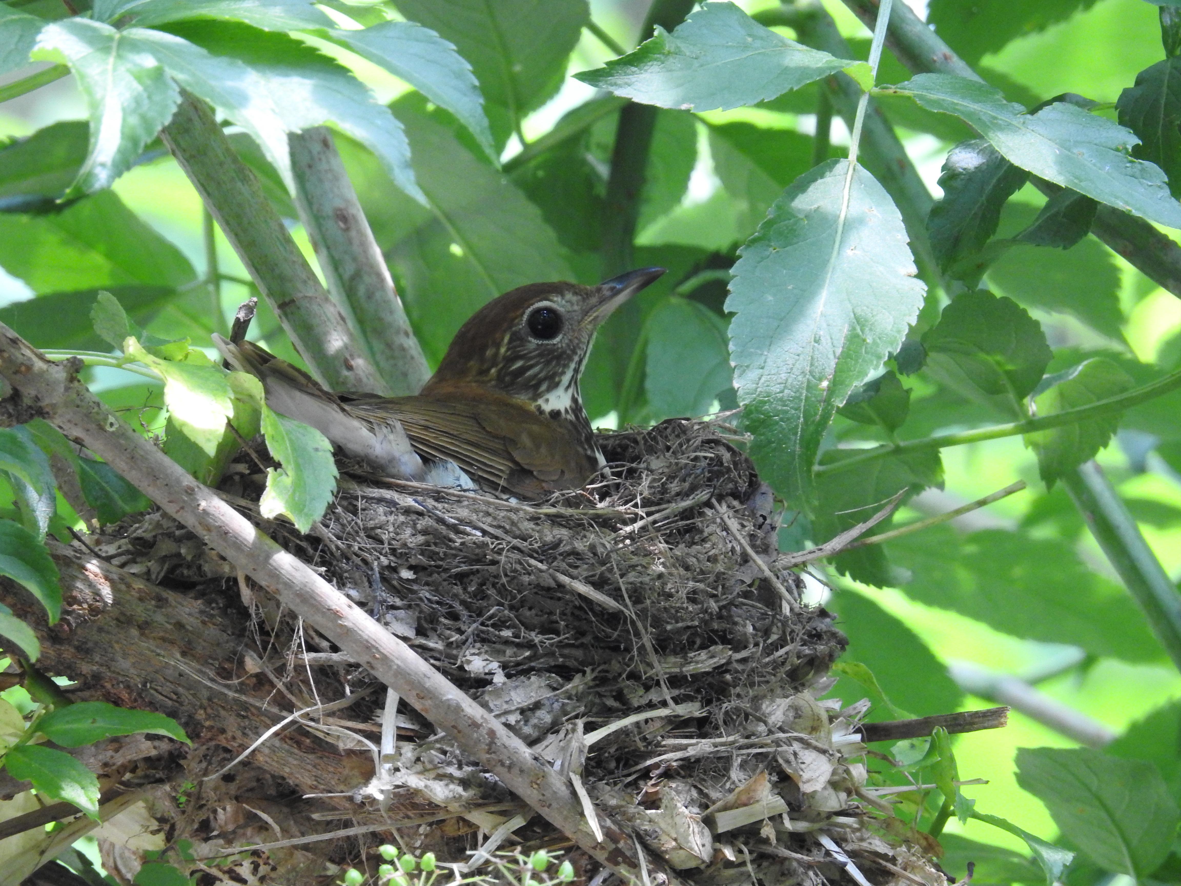 A bird sits in a nest on a tree branch